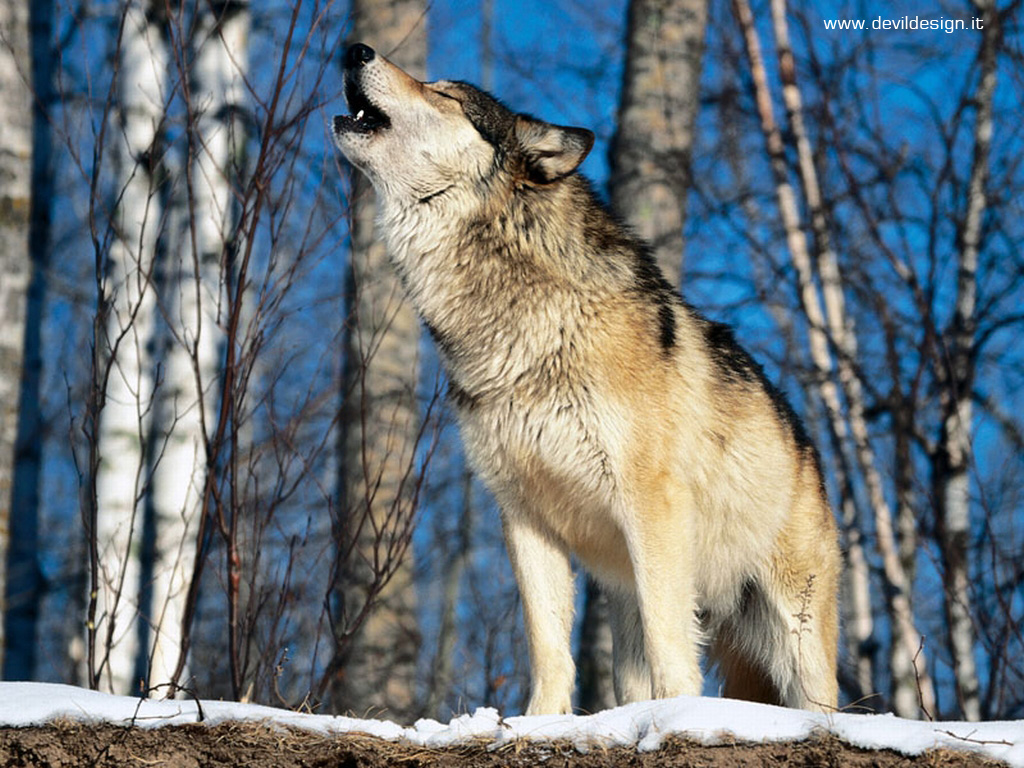 Morning Howl, Howling Wolf copia